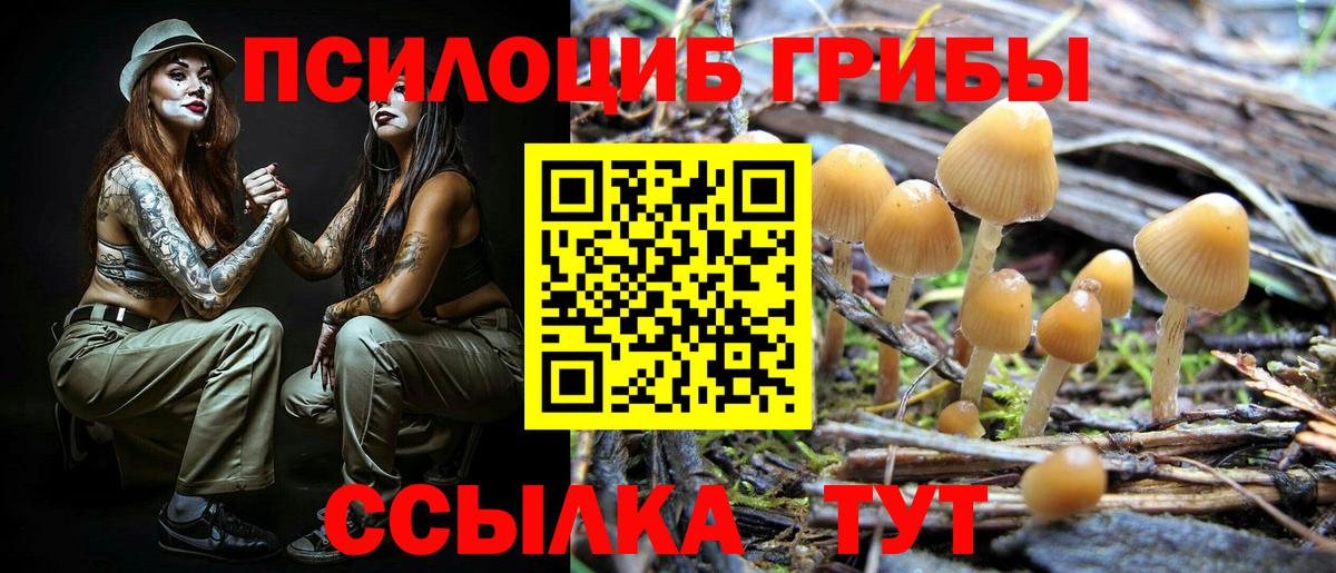 Пугачёв  Галлюциногенные грибы прущие грибы  Псилоцибиновые грибы мицелий  Вход с VPN 